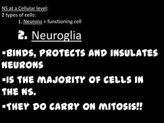 NS at a Cellular level:
2 types of cells:
        1. Neurons = functioning cell

       2. Neuroglia
Binds, protects and insulates
neurons
Is the majority of cells in
the NS.
They do carry on mitosis!!
 