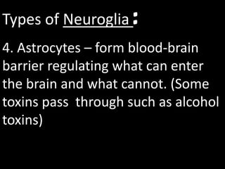 Types of Neuroglia :
4. Astrocytes – form blood-brain
barrier regulating what can enter
the brain and what cannot. (Some
toxins pass through such as alcohol
toxins)
 