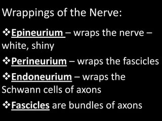 Wrappings of the Nerve:
Epineurium – wraps the nerve –
white, shiny
Perineurium – wraps the fascicles
Endoneurium – wraps the
Schwann cells of axons
Fascicles are bundles of axons
 
