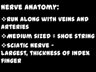 Nerve anatomy:
Run along with veins and
arteries
Medium sized = shoe string
Sciatic nerve –
largest, thickness of index
finger
 