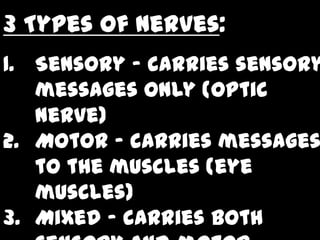 3 Types of Nerves:
1. Sensory – carries sensory
   messages only (optic
   nerve)
2. Motor – carries messages
   to the muscles (eye
   muscles)
3. Mixed – carries both
 