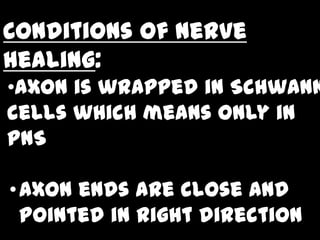 Conditions of nerve
healing:
•Axon is wrapped in Schwann
cells which means only in
PNS

• Axon ends are close and
  pointed in right direction
 