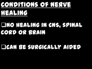 Conditions of nerve
healing
No healing in CNS, spinal
cord or brain

Can be surgically aided
 