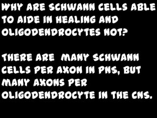 Why are Schwann cells able
to aide in healing and
oligodendrocytes not?

There are many Schwann
cells per axon in PNS, but
many axons per
oligodendrocyte in the CNS.
 