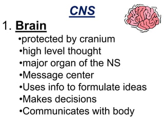 CNS
1. Brain
  •protected by cranium
  •high level thought
  •major organ of the NS
  •Message center
  •Uses info to formulate ideas
  •Makes decisions
  •Communicates with body
 