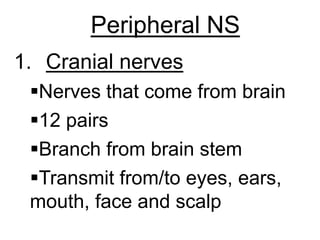 Peripheral NS
1. Cranial nerves
 Nerves that come from brain
 12 pairs
 Branch from brain stem
 Transmit from/to eyes, ears,
 mouth, face and scalp
 