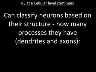 NS at a Cellular level continued


Can classify neurons based on
 their structure - how many
     processes they have
   (dendrites and axons):
 
