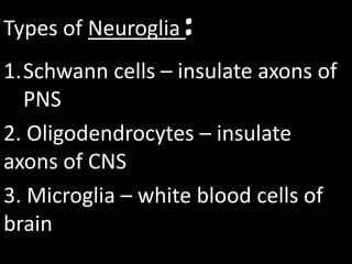 Types of Neuroglia :
1.Schwann cells – insulate axons of
  PNS
2. Oligodendrocytes – insulate
axons of CNS
3. Microglia – white blood cells of
brain
 