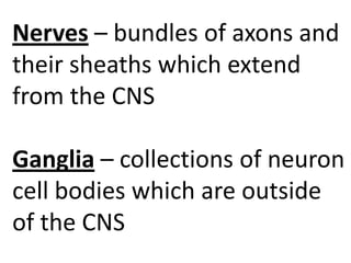 Nerves – bundles of axons and
their sheaths which extend
from the CNS

Ganglia – collections of neuron
cell bodies which are outside
of the CNS
 