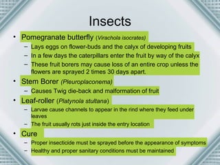 Insects 
• Pomegranate butterfly (Virachola isocrates) 
– Lays eggs on flower-buds and the calyx of developing fruits 
– In a few days the caterpillars enter the fruit by way of the calyx 
– These fruit borers may cause loss of an entire crop unless the 
flowers are sprayed 2 times 30 days apart. 
• Stem Borer (Pleuroplaconema) 
– Causes Twig die-back and malformation of fruit 
• Leaf-roller (Platynola stultana) 
– Larvae cause channels to appear in the rind where they feed under 
leaves 
– The fruit usually rots just inside the entry location 
• Cure 
– Proper insecticide must be sprayed before the appearance of symptoms 
– Healthy and proper sanitary conditions must be maintained 
 