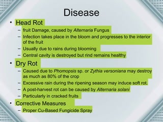 Disease 
• Head Rot 
– fruit Damage, caused by Alternaria Fungus 
– Infection takes place in the bloom and progresses to the interior 
of the fruit 
– Usually due to rains during blooming 
– Central cavity is destroyed but rind remains healthy 
• Dry Rot 
– Caused due to Phomopsis sp. or Zythia versoniana may destroy 
as much as 80% of the crop 
– Excessive rain during the ripening season may induce soft rot. 
– A post-harvest rot can be caused by Alternaria solani 
– Particularly in cracked fruits 
• Corrective Measures 
– Proper Cu-Based Fungicide Spray 
 