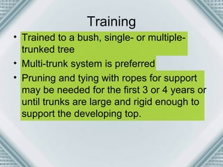 Training 
• Trained to a bush, single- or multiple-trunked 
tree 
• Multi-trunk system is preferred 
• Pruning and tying with ropes for support 
may be needed for the first 3 or 4 years or 
until trunks are large and rigid enough to 
support the developing top. 
 
