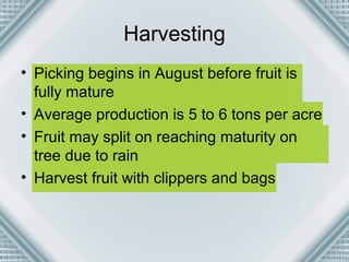 Harvesting 
• Picking begins in August before fruit is 
fully mature 
• Average production is 5 to 6 tons per acre 
• Fruit may split on reaching maturity on 
tree due to rain 
• Harvest fruit with clippers and bags 
 