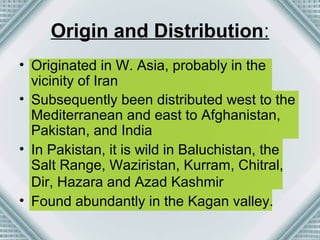 Origin and Distribution: 
• Originated in W. Asia, probably in the 
vicinity of Iran 
• Subsequently been distributed west to the 
Mediterranean and east to Afghanistan, 
Pakistan, and India 
• In Pakistan, it is wild in Baluchistan, the 
Salt Range, Waziristan, Kurram, Chitral, 
Dir, Hazara and Azad Kashmir 
• Found abundantly in the Kagan valley. 
 