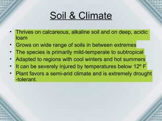 Soil & Climate 
• Thrives on calcareous, alkaline soil and on deep, acidic 
loam 
• Grows on wide range of soils in between extremes 
• The species is primarily mild-temperate to subtropical 
• Adapted to regions with cool winters and hot summers 
• It can be severely injured by temperatures below 12º F 
• Plant favors a semi-arid climate and is extremely drought 
-tolerant. 
 