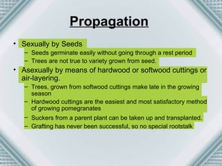 Propagation 
• Sexually by Seeds 
– Seeds germinate easily without going through a rest period 
– Trees are not true to variety grown from seed. 
• Asexually by means of hardwood or softwood cuttings or 
air-layering. 
– Trees, grown from softwood cuttings make late in the growing 
season 
– Hardwood cuttings are the easiest and most satisfactory method 
of growing pomegranates 
– Suckers from a parent plant can be taken up and transplanted. 
– Grafting has never been successful, so no special rootstalk 
 
