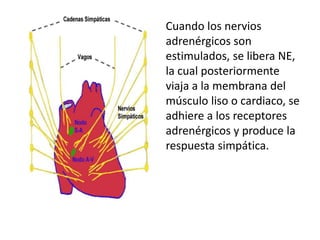 Cuando los nervios
adrenérgicos son
estimulados, se libera NE,
la cual posteriormente
viaja a la membrana del
músculo liso o cardiaco, se
adhiere a los receptores
adrenérgicos y produce la
respuesta simpática.
 