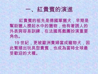 一、紅貴賓的演進
紅貴賓的祖先是德國單獵犬，早期是
幫助獵人撈起水中的獵物，他有著誘人的
外表與容易訓練，在法國馬戲團扮演重要
角色。
19 世紀，更被歐洲貴婦當成寵物犬，因
此繁殖出玩具型貴賓，也成為當時全球最
受歡迎的犬種。
 