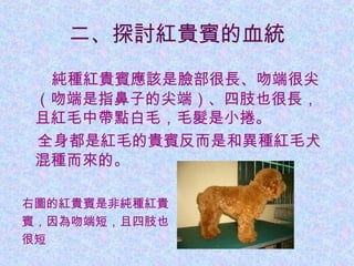 二、探討紅貴賓的血統
　純種紅貴賓應該是臉部很長、吻端很尖
（吻端是指鼻子的尖端）、四肢也很長，
且紅毛中帶點白毛，毛髮是小捲。
　全身都是紅毛的貴賓反而是和異種紅毛犬
混種而來的。
右圖的紅貴賓是非純種紅貴
賓，因為吻端短，且四肢也
很短
 