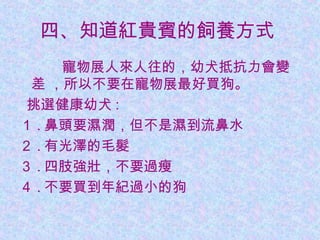 四、知道紅貴賓的飼養方式
寵物展人來人往的，幼犬抵抗力會變
差 ，所以不要在寵物展最好買狗。
挑選健康幼犬 :
１ . 鼻頭要濕潤，但不是濕到流鼻水
２ . 有光澤的毛髮
３ . 四肢強壯，不要過瘦
４ . 不要買到年紀過小的狗
 