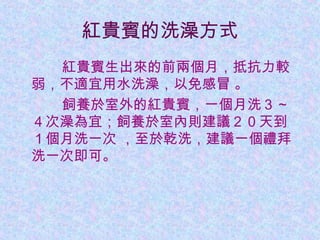 紅貴賓的洗澡方式
紅貴賓生出來的前兩個月，抵抗力較
弱，不適宜用水洗澡，以免感冒 。
飼養於室外的紅貴賓，一個月洗３～
４次澡為宜；飼養於室內則建議２０天到
１個月洗一次 ，至於乾洗，建議一個禮拜
洗一次即可。
 