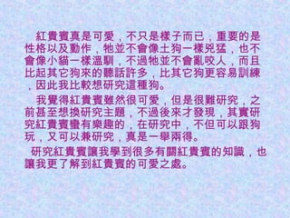 　　紅貴賓真是可愛，不只是樣子而已，重要的是
性格以及動作，牠並不會像土狗一樣兇猛，也不
會像小貓一樣溫馴，不過牠並不會亂咬人，而且
比起其它狗來的聽話許多，比其它狗更容易訓練
，因此我比較想研究這種狗。
　　我覺得紅貴賓雖然很可愛，但是很難研究，之
前甚至想換研究主題，不過後來才發現，其實研
究紅貴賓蠻有樂趣的，在研究中，不但可以跟狗
玩，又可以兼研究，真是一舉兩得。
　 研究紅貴賓讓我學到很多有關紅貴賓的知識，也
讓我更了解到紅貴賓的可愛之處。
 