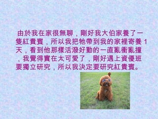 由於我在家很無聊，剛好我大伯家養了一
隻紅貴賓，所以我把牠帶到我的家裡寄養 1
天，看到他那樣活潑好動的一直亂衝亂撞
，我覺得實在太可愛了，剛好遇上資優班
要獨立研究，所以我決定要研究紅貴賓。
 
