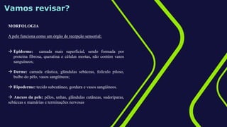 Vamos revisar?
MORFOLOGIA
A pele funciona como um órgão de recepção sensorial;
 Epiderme: camada mais superficial, sendo formada por
proteína fibrosa, queratina e células mortas, não contém vasos
sanguíneos;
 Derme: camada elástica, glândulas sebáceas, folículo piloso,
bulbo do pêlo, vasos sangüíneos;
 Hipoderme: tecido subcutâneo, gordura e vasos sangüíneos.
 Anexos da pele: pêlos, unhas, glândulas cutâneas, sudoríparas,
sebáceas e mamárias e terminações nervosas
 