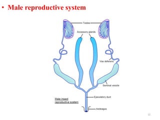 • Male reproductive system
12
 