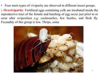 • Four main types of viviparity are observed in different insect groups.
i. Ovoviviparity: Fertilized eggs containing yolk are incubated inside the
reproductive tract of the female and hatching of egg occur just prior to or
soon after oviposition e.g. cockroaches, few beetles, and flesh fly.
Fecundity of this group is low. Thrips, some
19
 