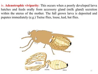 iv. Adenotrophic viviparity: This occurs when a poorly developed larva
hatches and feeds orally from accessory gland (milk gland) secretion
within the uterus of the mother. The full grown larva is deposited and
pupates immediately (e.g.) Tsetse flies, louse, ked, bat flies.
22
 