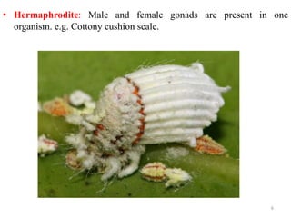 • Hermaphrodite: Male and female gonads are present in one
organism. e.g. Cottony cushion scale.
6
 