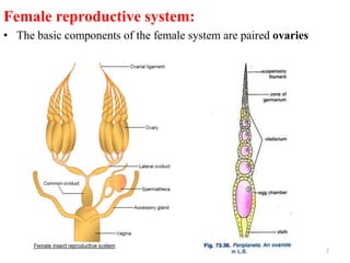 Female reproductive system:
• The basic components of the female system are paired ovaries
7
 
