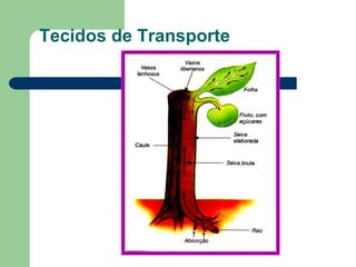 Tecidos de Transporte
 