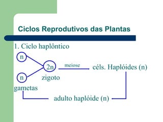 Ciclos Reprodutivos das Plantas
1. Ciclo haplôntico
n
2n meiose céls. Haplóides (n)
n zigoto
gametas
adulto haplóide (n)
 