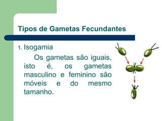 Tipos de Gametas Fecundantes
1. Isogamia
Os gametas são iguais,
isto é, os gametas
masculino e feminino são
móveis e do mesmo
tamanho.
 