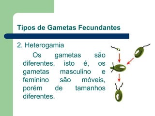 Tipos de Gametas Fecundantes
2. Heterogamia
Os gametas são
diferentes, isto é, os
gametas masculino e
feminino são móveis,
porém de tamanhos
diferentes.
 