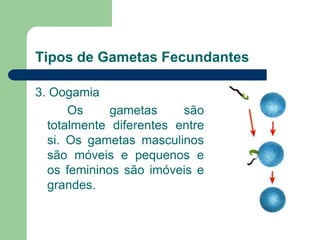 Tipos de Gametas Fecundantes
3. Oogamia
Os gametas são
totalmente diferentes entre
si. Os gametas masculinos
são móveis e pequenos e
os femininos são imóveis e
grandes.
 