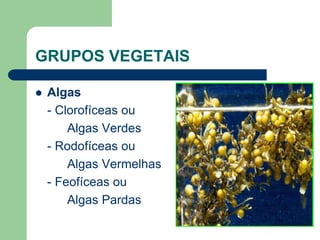 GRUPOS VEGETAIS
 Algas
- Clorofíceas ou
Algas Verdes
- Rodofíceas ou
Algas Vermelhas
- Feofíceas ou
Algas Pardas
 