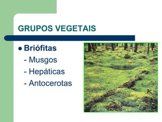 GRUPOS VEGETAIS
 Briófitas
- Musgos
- Hepáticas
- Antocerotas
 