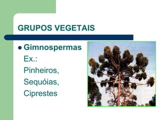 GRUPOS VEGETAIS
 Gimnospermas
Ex.:
Pinheiros,
Sequóias,
Ciprestes
 
