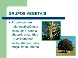 GRUPOS VEGETAIS
 Angiospermas
- Monocotiledôneas
milho, alho, cebola,
abacaxi, arroz, trigo
- Dicotiledôneas
feijão, abacate, pêra,
maçã, limão, batata
 