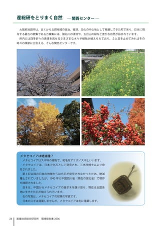 産総研をとりまく自然　― 関西センター ―

      大阪府池田市は、古くから北摂地域の政治、経済、文化の中心地として発展してきた町であり、日本に現
     存する最古の歌集である万葉集には、猪名川の清流や、五月山の緑など豊かな自然が詠まれています。
      所内には四季折々の表情を見せるさまざまな木々や植物が植えられており、ふと足を止めてみればその
     時々の季節に出会える、そんな関西センターです。




      メタセコイアは絶滅種？
       メタセコイアはスギ科の植物で、和名をアケボノスギといいます。
       メタセコイアは、日本で化石として発見され、三木茂博士により命
      名されました。
       第 4 紀以降の日本の地層からは化石が発見されなかったため、絶滅
      種とされていましたが、945 年に中国四川省（現在の湖北省）で現存
      が確認されました。
       日本は、中国からメタセコイアの接ぎ木を譲り受け、現在は全国各
      地に生きた化石が植えられています。
       右の写真は、メタセコイアの球果の写真です。
       日本のスギは落葉しませんが、メタセコイアは冬に落葉します。




28   産業技術総合研究所　環境報告書 2006
 