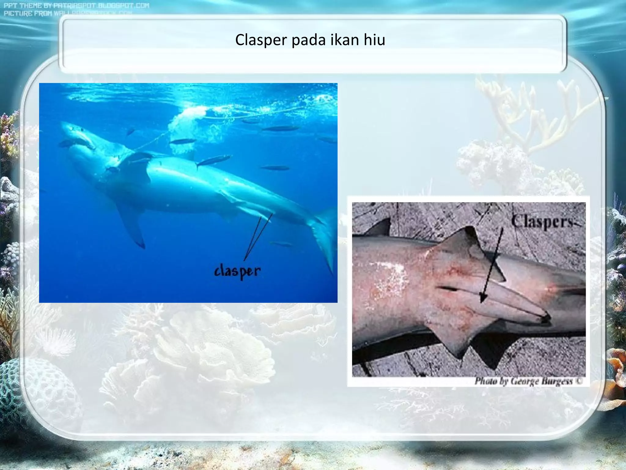 Pisces Class | PPT