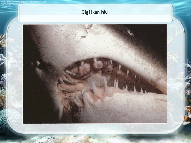 630 Koleksi Gambar Ikan Hiu Melahirkan Terbaru