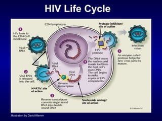 HIV Life Cycle Illustration by David Klemm 