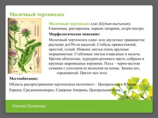 Молочный чертополох (лат.Silybum marianum).
Синонимы: расторопша, марьин татарник, остро-пестро.
Морфологическое описание:
Молочный чертополох одно- или двулетнее травянистое
растение до150 см высотой. Стебель прямостоячий,
простой, голый. Нижние листья очень крупные
морщинистые. Стеблевые листья очередные и мельче.
Цветки обоеполые, пурпурно-розового цвета, собраны в
крупные шаровидные корзинки. Плод – черно-желтая
семянка с хохолком из волосков на конце. Запаха нет,
вкус горьковатый. Цветет все лето.
Местообитание:
Область распространения чертополоха молочного – Центральная и Южная
Европа, Средиземноморье, Северная Америка, Центральная Азия.
Молочный чертополох
 