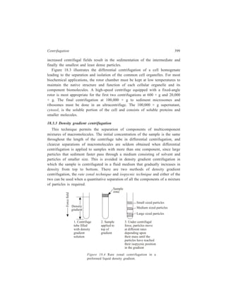 400 Separation Chemistry 
Figure 18.4 outlines the procedure for rate zonal centrifugation of mixture of 
macromolecules. A liquid density gradient is prepared in a tube prior to 
centrifugation such that the highest density of the gradient does not exceed that of 
the densest particles to be separated. This is accomplished with the use of an 
automatic gradient mixer. Solutions of solutes of low molecular weight, such as 
sucrose or glycerol, are allowed to flow into the centrifuge tube. The sample is 
layered on top of the gradient and placed in a swinging bucket rotor. Sedimentation 
in an ultracentrifuge results in movement of the sample particles at a rate 
dependent on their individual s values. As shown in Figure 18.4, the various types 
of particles sediment as zones and remain separated from the other components. 
The centrifuge run is terminated before any of the separated zones pellet at the 
bottom of the tube. The various zones in each of the centrifuged tubes are then 
isolated and analyzed for the presence of macromolecules. The zones of separated 
macromolecules are relatively stable in the gradient because it slows diffusion and 
convection. The gradient conditions can be varied by using different ranges of 
sucrose concentration. Sucrose concentrations up to 60 per cent can be used, with 
a density limit of 1.28g/cm3. 
The zonal method can be applied to the separation and isolation of 
macromolecules (preparative ultracentrifugation) and to the determination of s 
(analytical ultracentrifugation). 
The method has been used for the separation of enzymes, hormones, RNA–DNA 
hybrids, ribosomal subunits, subcellular organelles, for the analysis of distribution 
of samples of polysomes and for lipoprotein fractionation. 
Isopycnic centrifugation depends solely upon the buoyant density of the particle 
and not its shape or size and is independent of time. Hence soluble proteins, 
which have a very similar density (e.g. ρ = 1.3 g cm–3 in sucrose solution) 
cannot be usually separated by this method, whereas subcellular organelles 
(e.g. mitochondria, ρ = 1.19 g cm–3, and peroxisomes, ρ = 1.23 g cm–3, in sucrose 
solution) can be effectively separated. 
The sample is layered on top of a continuous density gradient which spans the 
whole range of the particle densities which are to be separated. The maximum 
density of the gradient, therefore, must always exceed the density of the most 
dense particle. During centrifugation, sedimentation of the particles occurs until 
the buoyant density of the particle and the density of the gradient are equal. At this 
point no further sedimentation occurs, irrespective of now long centrifugation 
continues, because the particles are floating on a cushion of material that has a 
density greater than their own. Isopycnic centrifugation, in contrast to the rate 
zonal technique, is an equilibrium method, the particles banding to form zones, 
each at their own characteristic buoyant density. In cases where, perhaps, not all 
the components in a mixture of particles are required, a gradient range can be 
selected in which unwanted components of the mixture will sediment to the bottom 
of the centrifuge tube whilst the particles of interest sediment to their respective 
 
