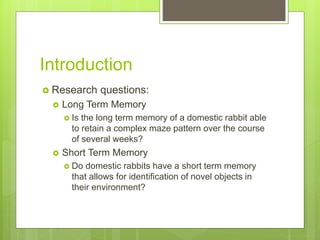 Memory in Domestic Rabbits 1 | PPTX
