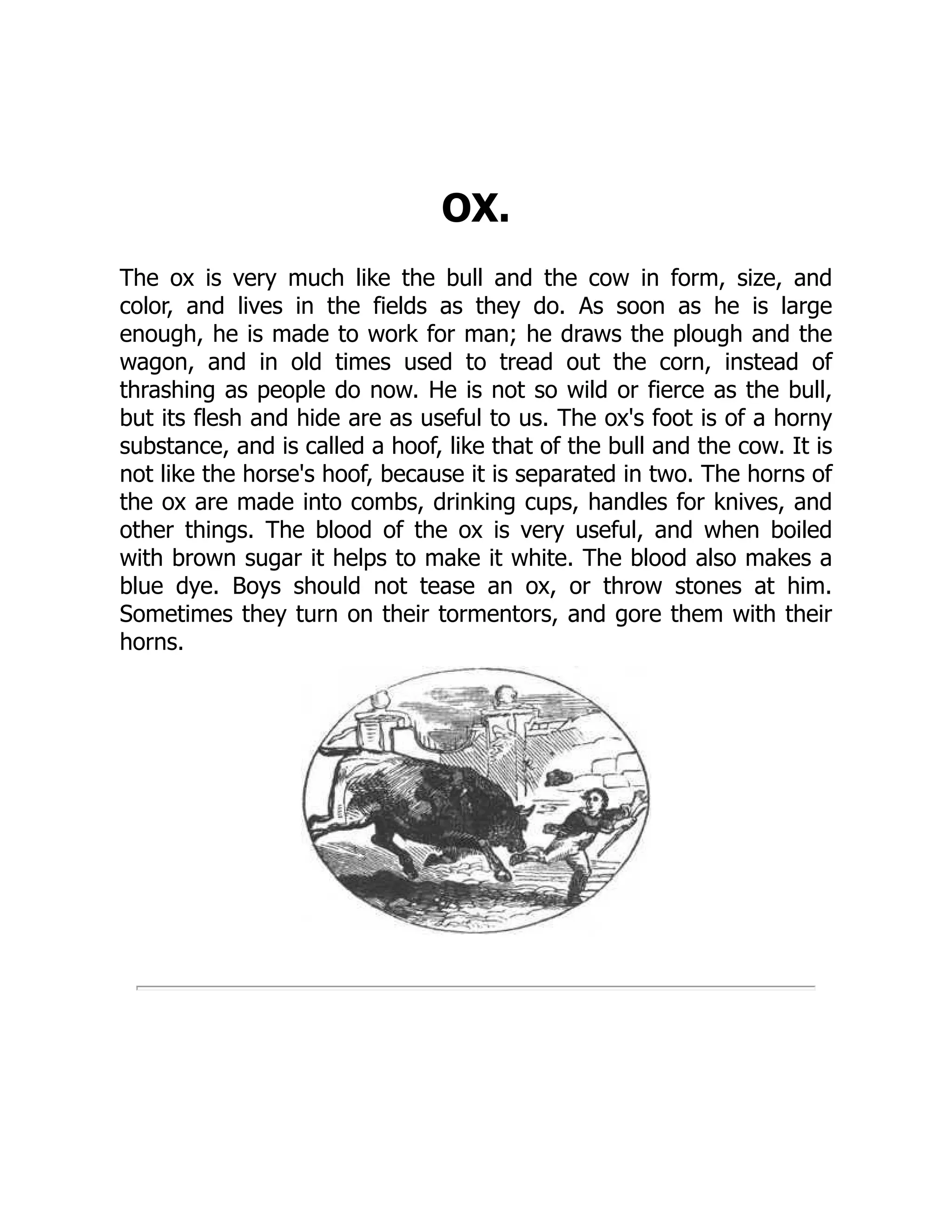 OX.
The ox is very much like the bull and the cow in form, size, and
color, and lives in the fields as they do. As soon as he is large
enough, he is made to work for man; he draws the plough and the
wagon, and in old times used to tread out the corn, instead of
thrashing as people do now. He is not so wild or fierce as the bull,
but its flesh and hide are as useful to us. The ox's foot is of a horny
substance, and is called a hoof, like that of the bull and the cow. It is
not like the horse's hoof, because it is separated in two. The horns of
the ox are made into combs, drinking cups, handles for knives, and
other things. The blood of the ox is very useful, and when boiled
with brown sugar it helps to make it white. The blood also makes a
blue dye. Boys should not tease an ox, or throw stones at him.
Sometimes they turn on their tormentors, and gore them with their
horns.
 